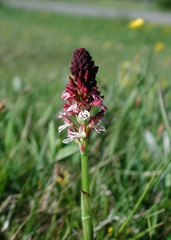 Neotinea ustulata ustulata