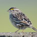 Grassland Sparrow - Photo (c) Diego Caballero, some rights reserved (CC BY-NC), uploaded by Diego Caballero