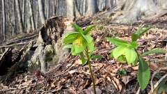 Helleborus viridis