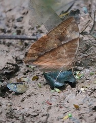 Zeuxidia amethystus amethystus