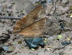 Zeuxidia amethystus amethystus