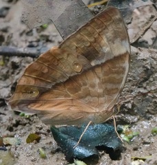 Zeuxidia amethystus amethystus