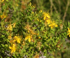 Hypericum hircinum