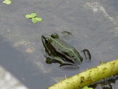 Pelophylax fukienensis