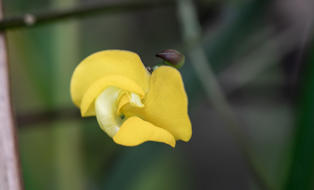 Vigna reflexopilosa (Vigna reflexopilosa)