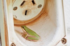 Litoria fallax