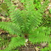 Polystichum braunii - Photo (c) Kerry Woods,  זכויות יוצרים חלקיות (CC BY-NC-ND)