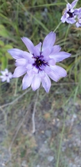 Catananche