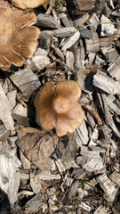 Agaricales