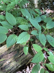 Actinidia arguta