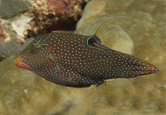 Canthigaster papua