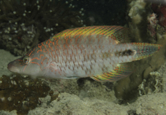 Oxycheilinus celebicus