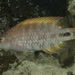 Slender Maori Wrasse - Photo (c) mattdowse, some rights reserved (CC BY-NC), uploaded by mattdowse