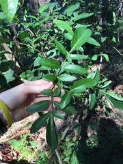 Polyscias sambucifolia