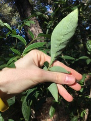 Polyscias sambucifolia