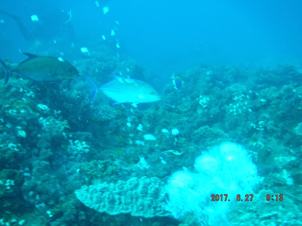 Bluefin trevally