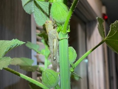 Anacridium aegyptium