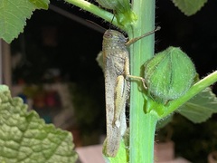 Anacridium aegyptium