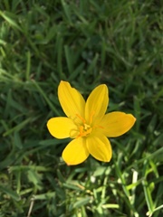 Zephyranthes pulchella