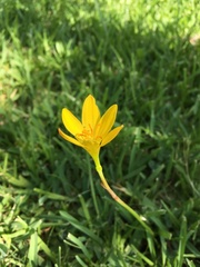 Zephyranthes pulchella