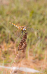 Sympetrum fonscolombii