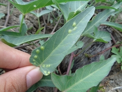 Albugo ipomoeae-aquaticae