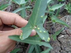 Albugo ipomoeae-aquaticae