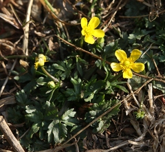 Ranunculus cordiger