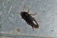 Melandryidae