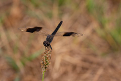 Brachythemis impartita