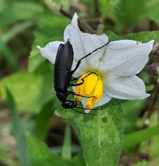 Epicauta cinerea-group