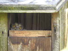 Otus scops