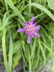 Knautia dipsacifolia