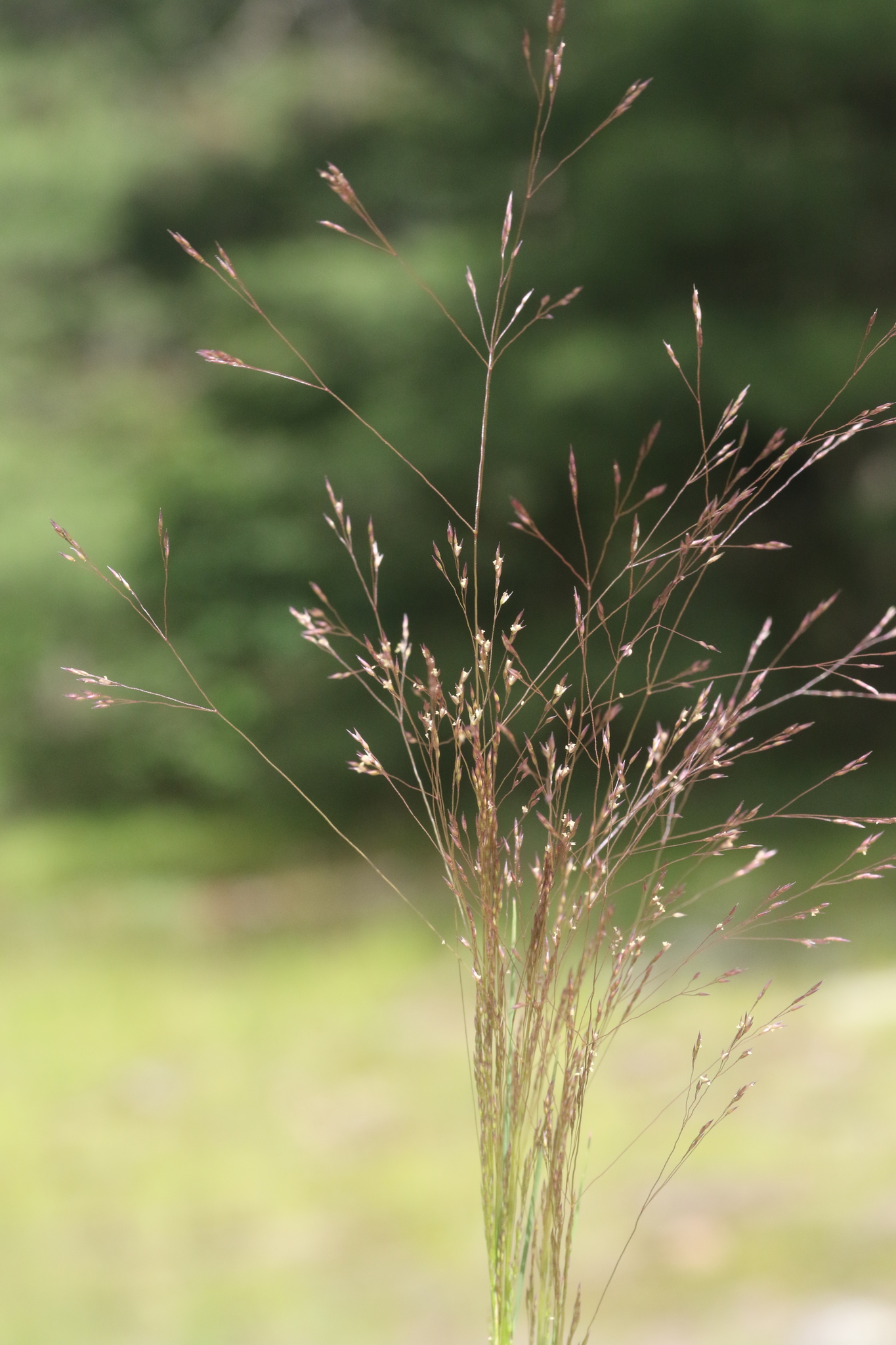 Agrostis scabra
