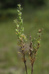 Veronica verna