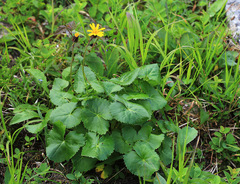 Ligularia alticola