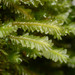 Plagiochila strombifolia - Photo (c) John Walter, μερικά δικαιώματα διατηρούνται (CC BY-NC), uploaded by John Walter