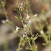 Clinopodium nepeta spruneri - Photo (c) Luca Boscain, some rights reserved (CC BY-NC), uploaded by Luca Boscain