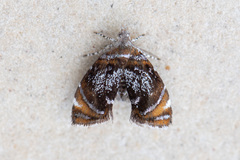 Prochoreutis inflatella