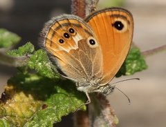 Coenonympha corinna