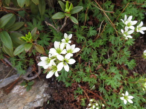 Image of Saxifraga geranioides by (c) Guillaume Delaitre, some rights reserved (CC BY)