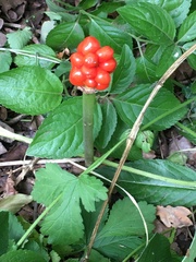 Arum maculatum