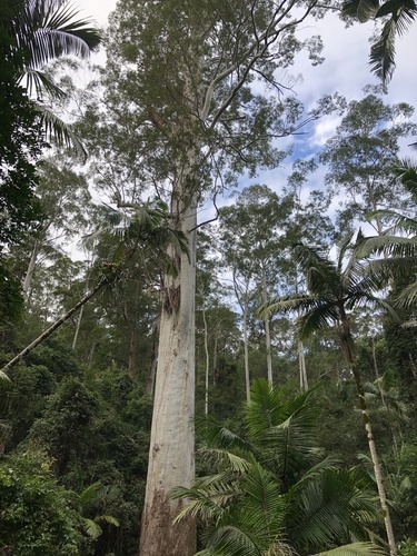 Eucalyptus grandis