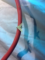 Epipagis fenestralis