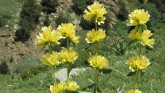 Gentiana burseri burseri