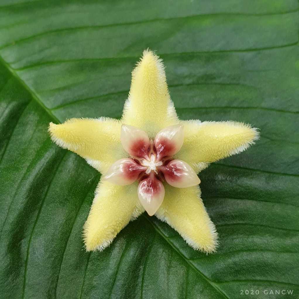 Hoya halconensis