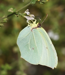Gonepteryx