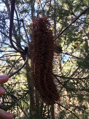 Banksia ericifolia