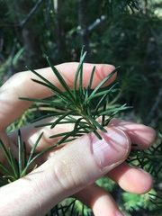 Banksia ericifolia