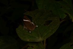 Abisara neophron